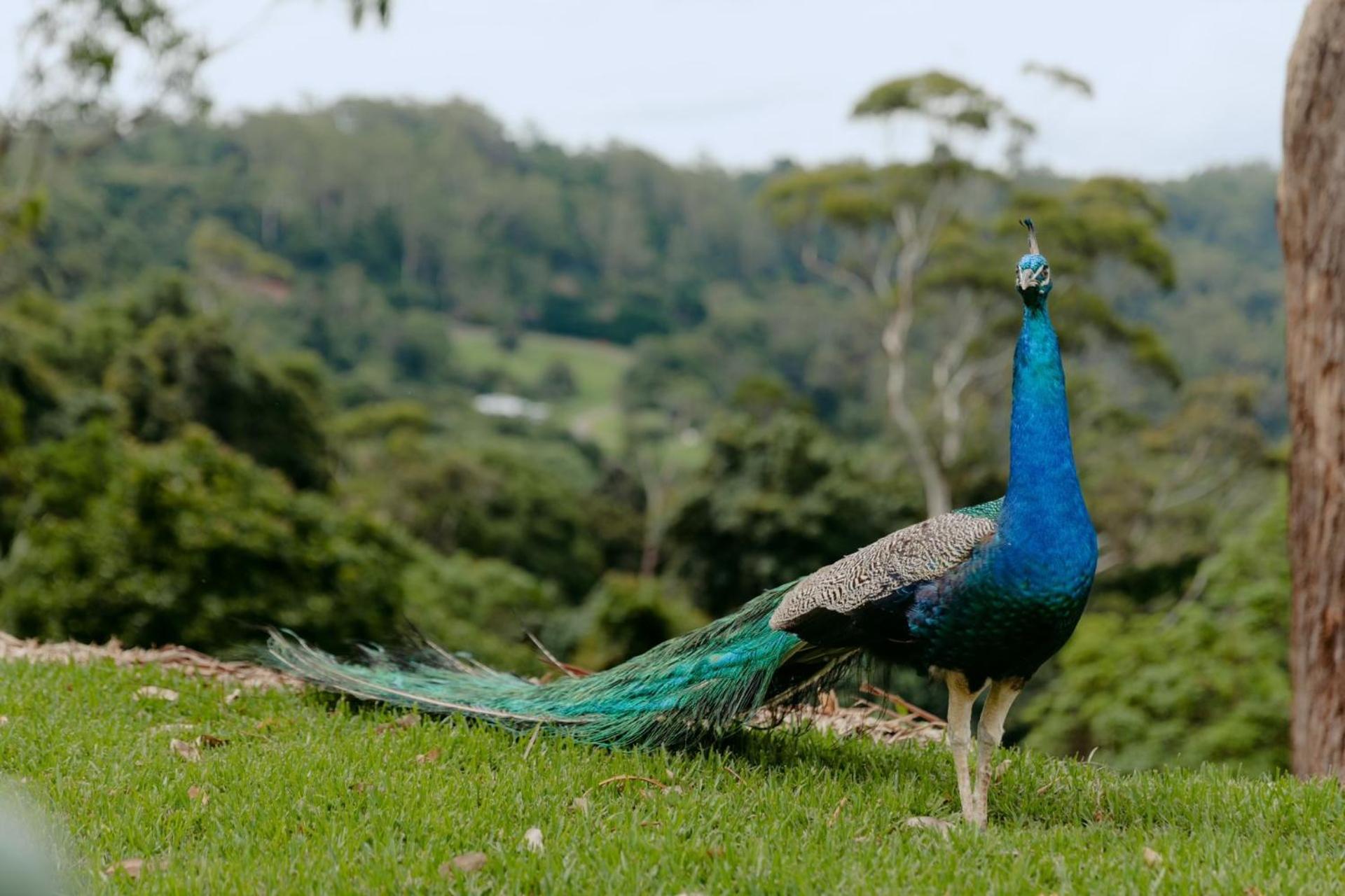 The Tamborine - Boutique Hotel Mount Tamborine Luaran gambar
